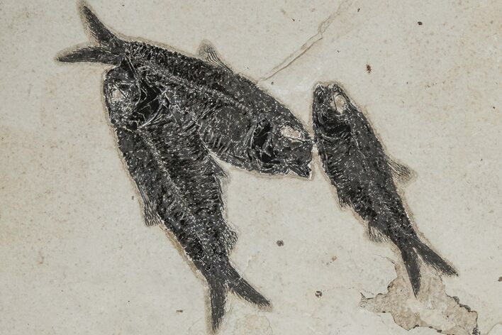 Shale With Three Fossil Fish (Knightia) - Wyoming #211232